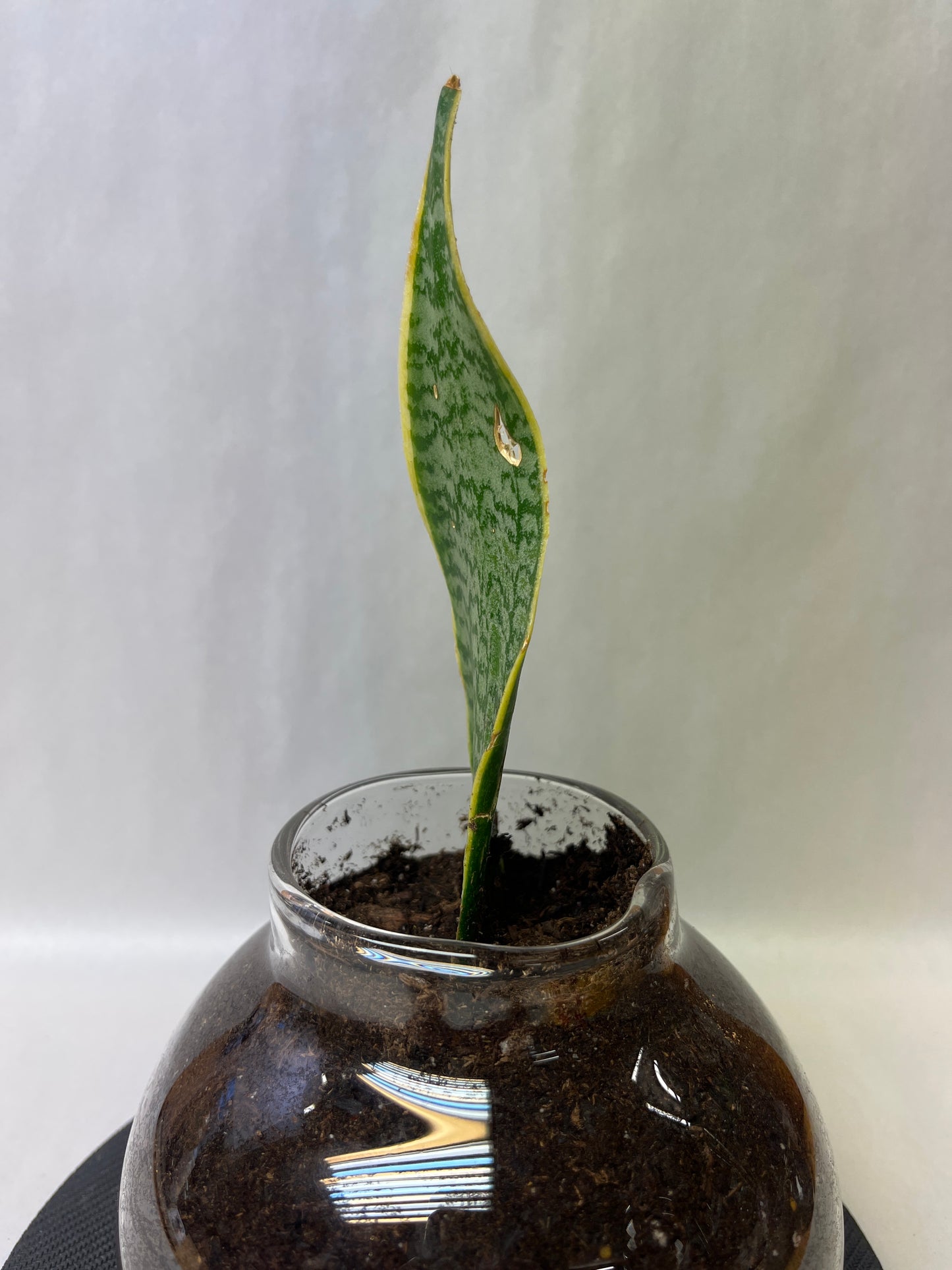 Rooted plant in large pot