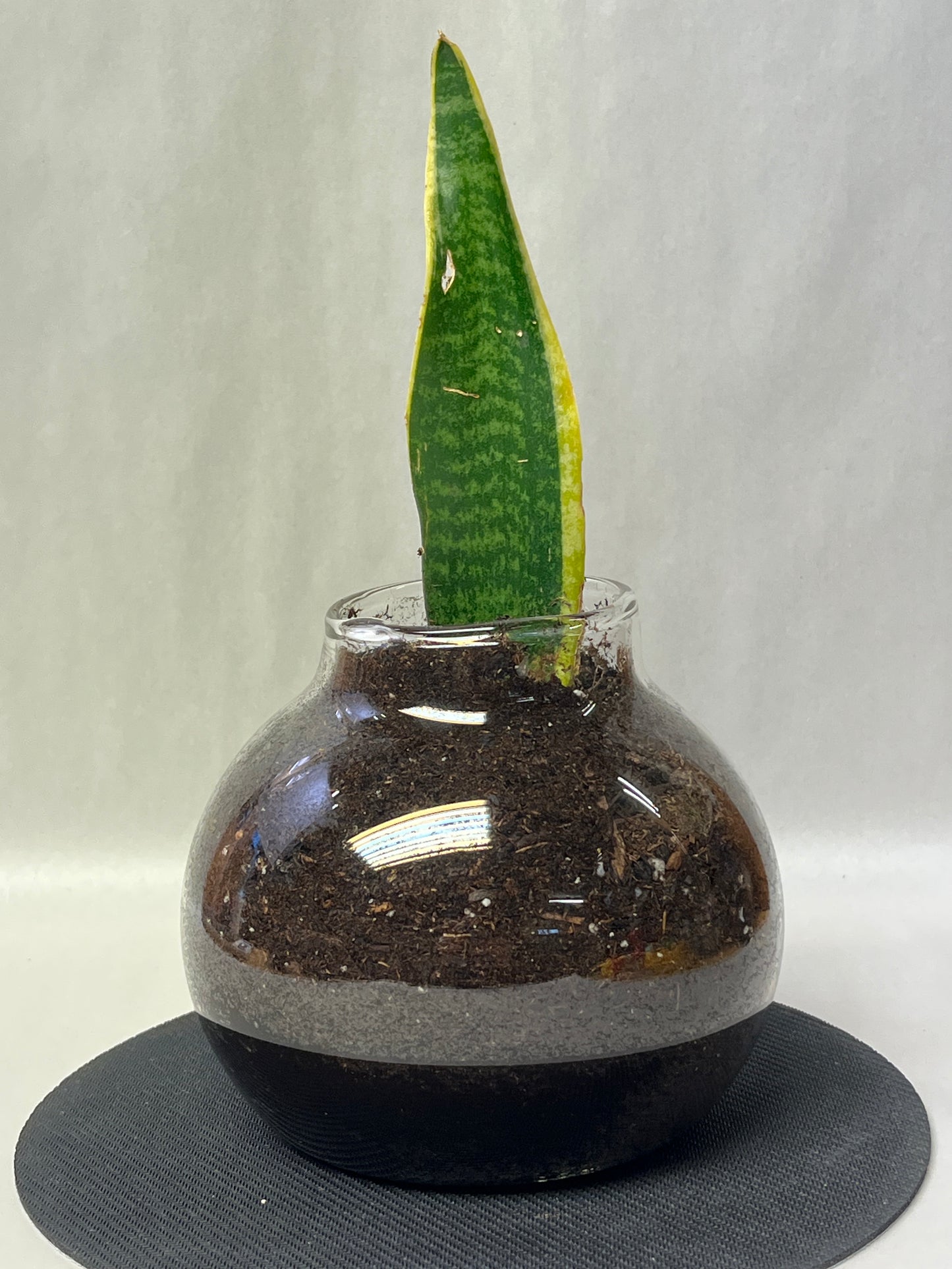 Rooted plant in large pot