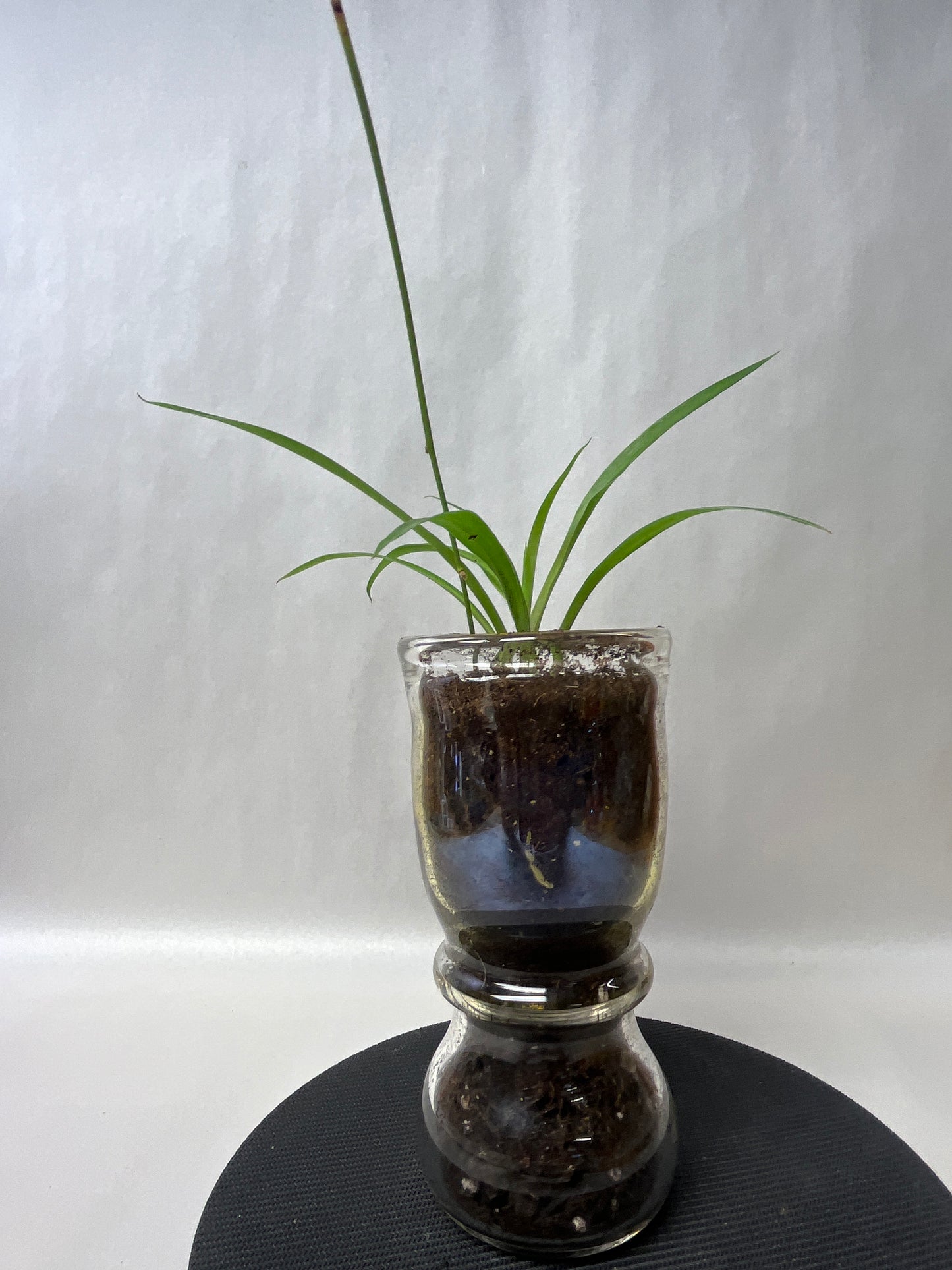 Rooted plant in clear pot