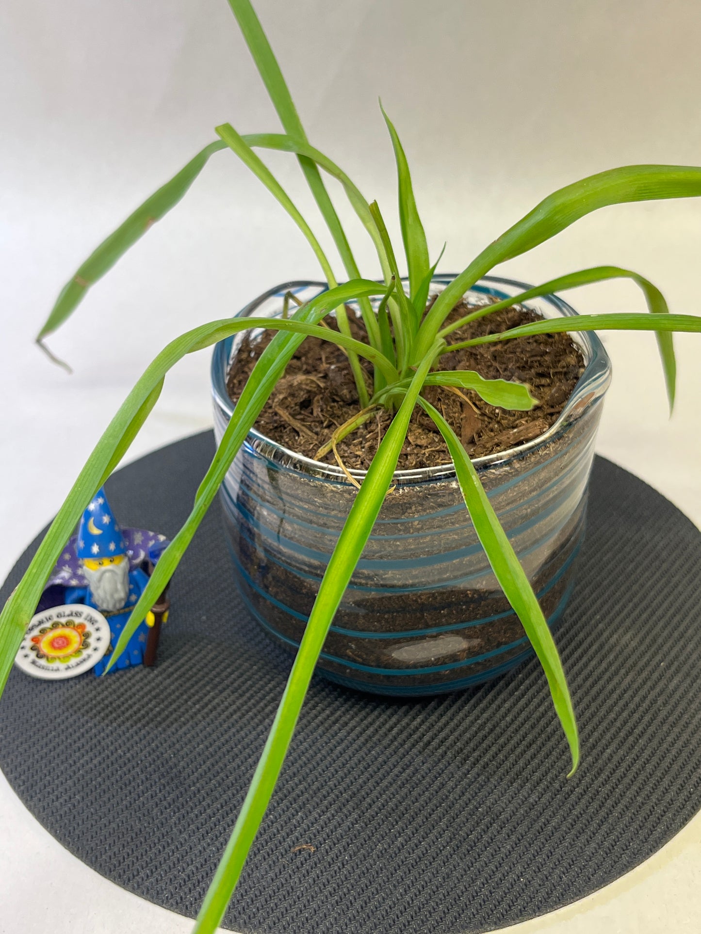 Planter with a plant