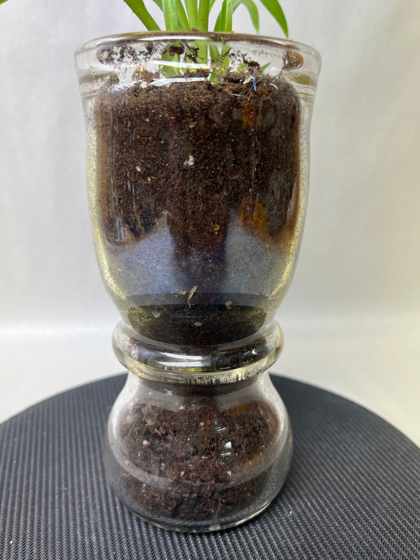 Rooted plant in clear pot
