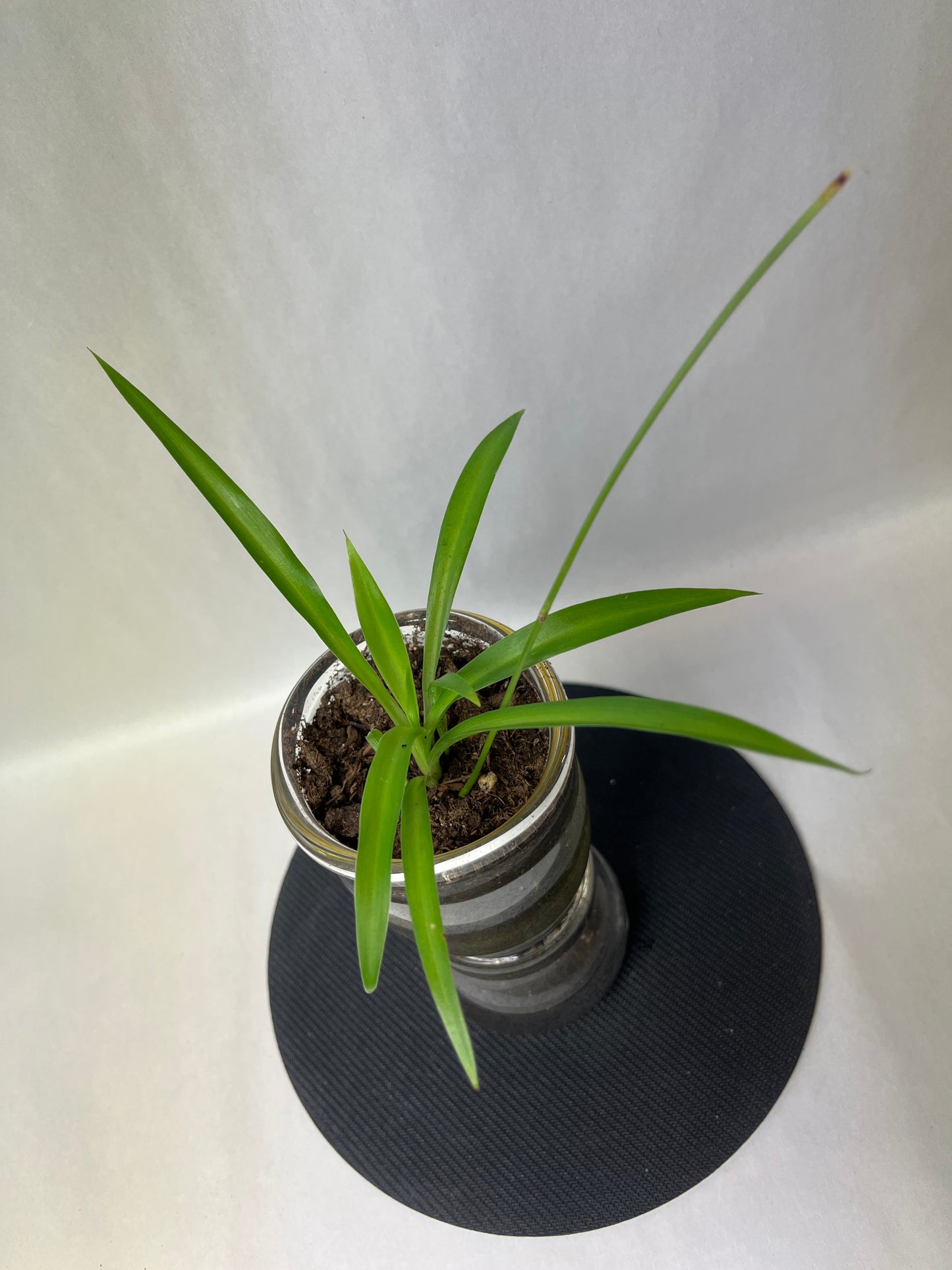 Rooted plant in clear pot