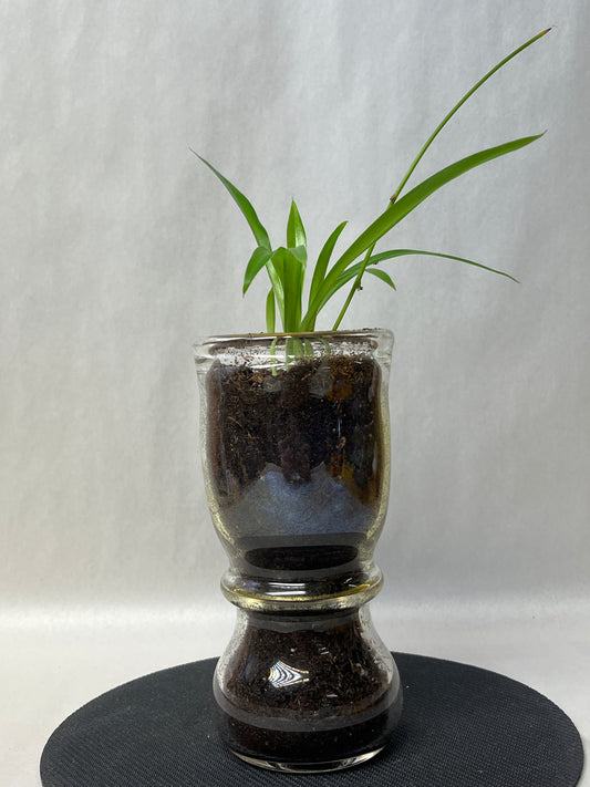 Rooted plant in clear pot
