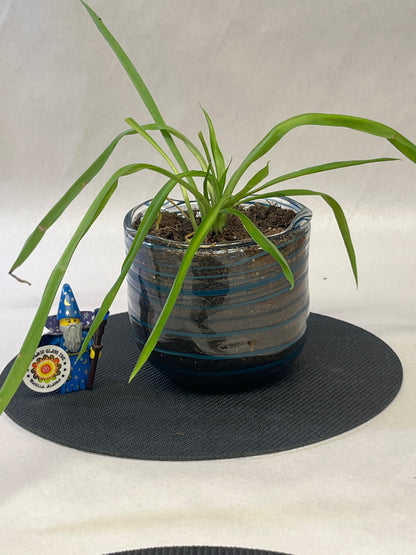 Planter with a plant