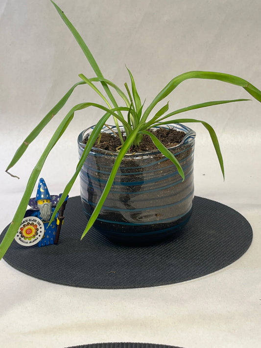 Planter with a plant