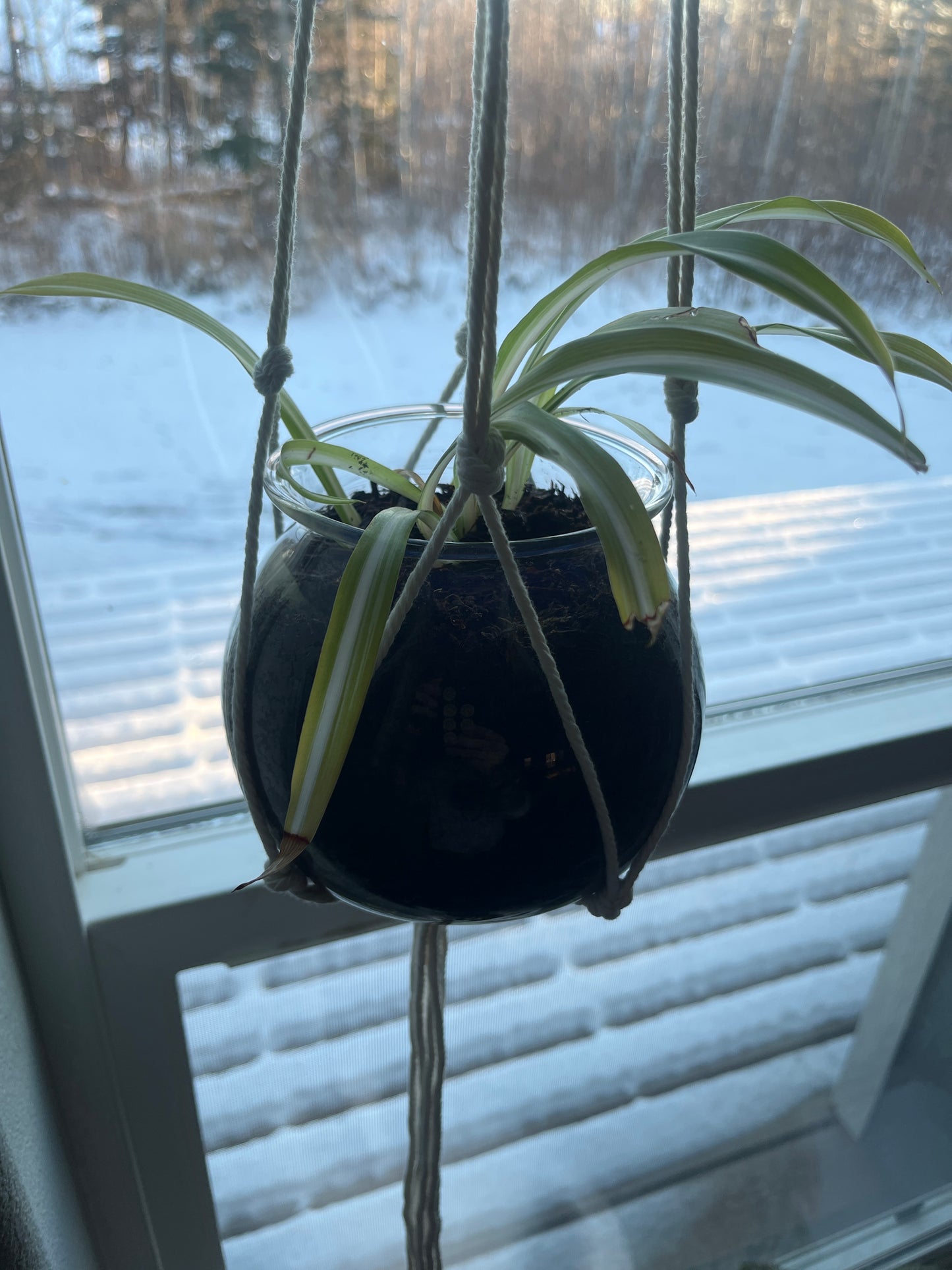 Large Glass Planter with spider plant