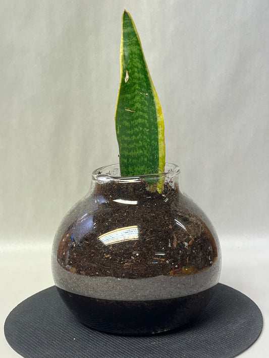 Rooted plant in large pot