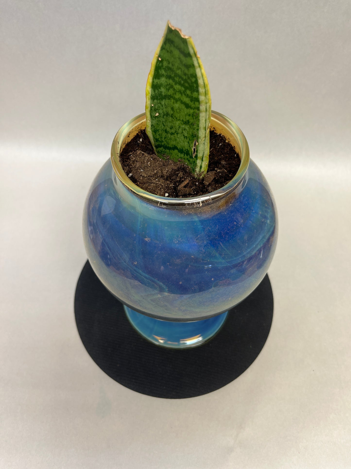 Planter with Snake Plant