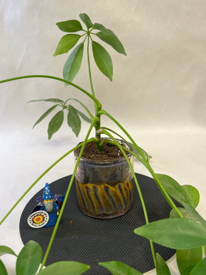Planter with a plant