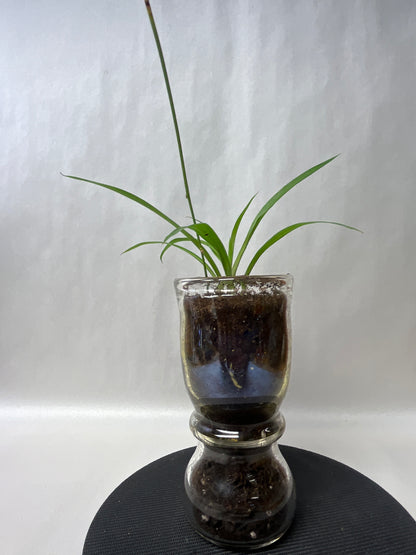 Rooted plant in clear pot
