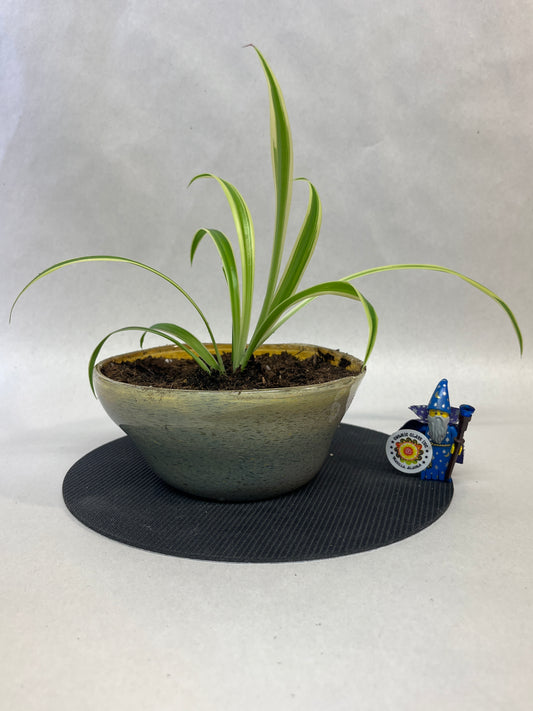 Plant Pot
