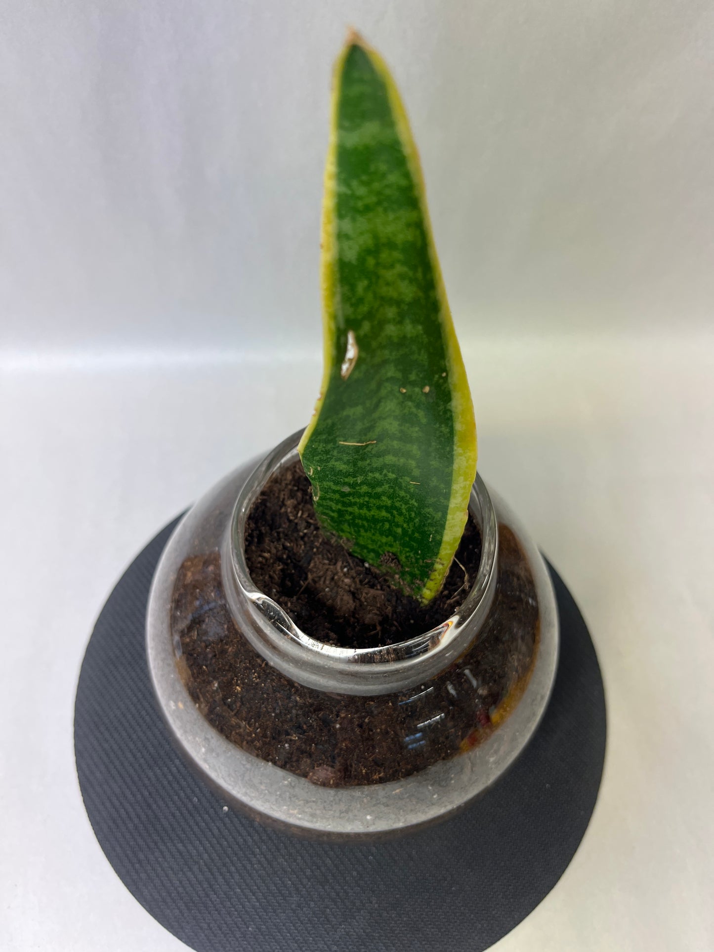 Rooted plant in large pot