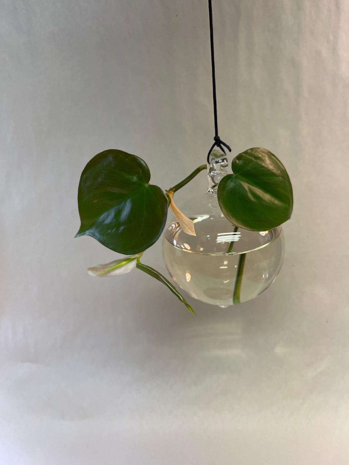 Clear Glass Plant Rooter Ball