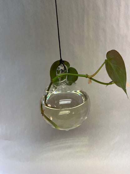 Clear Glass Plant Rooter Ball