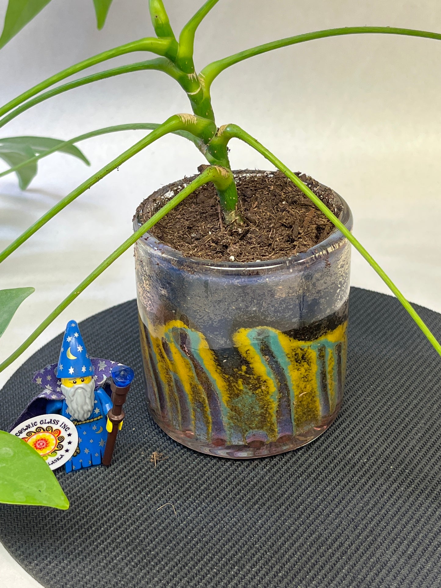 Planter with a plant