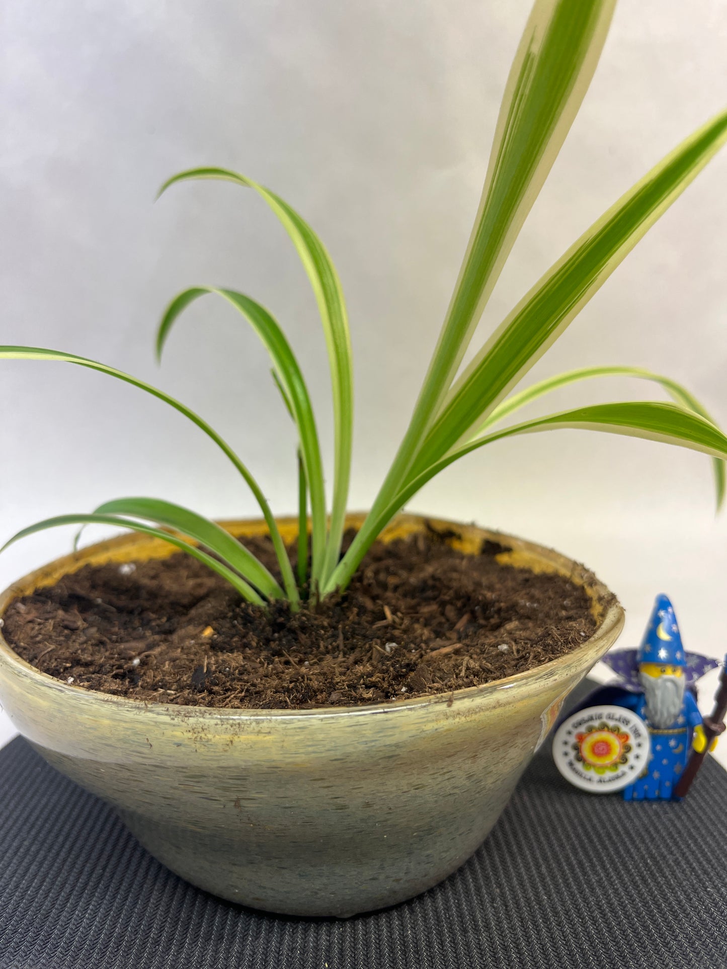 Plant Pot
