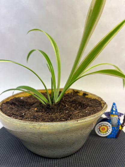 Plant Pot