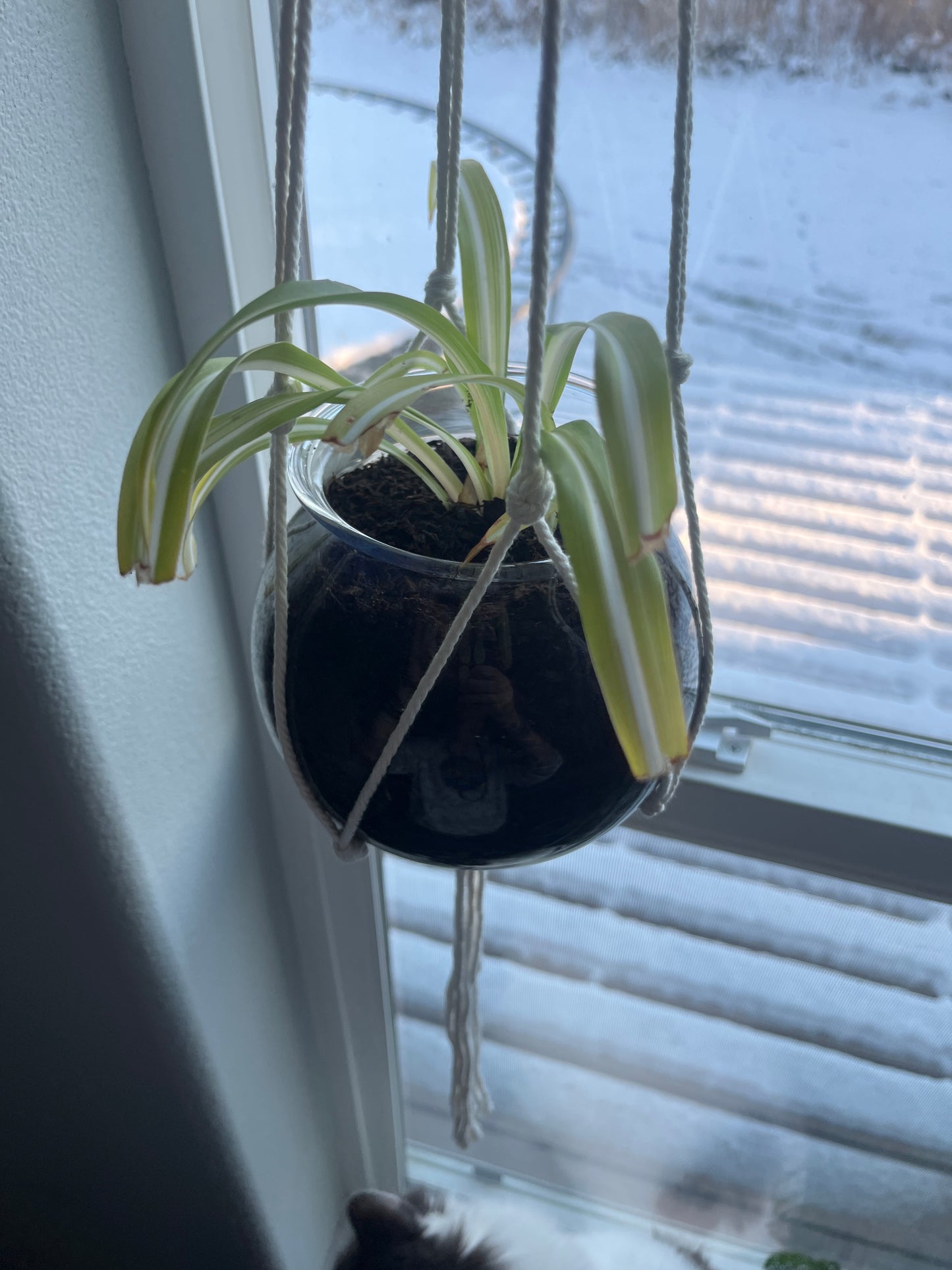 Large Glass Planter with spider plant